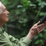 Getty Images jane goodall