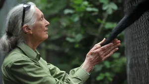 Getty Images jane goodall