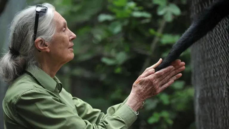 Getty Images jane goodall