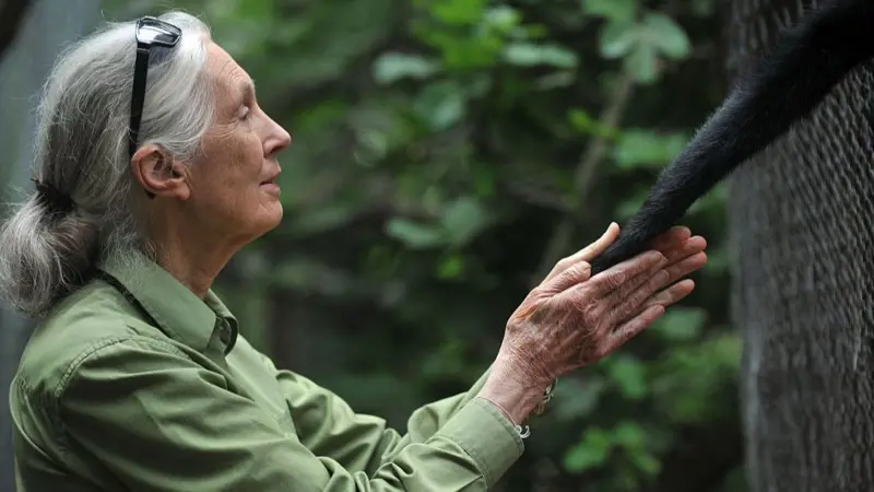 Getty Images jane goodall